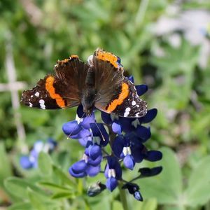 Meet your Posher, Robyn